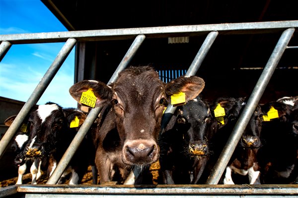 Calves at Wheatacre Hall Barns